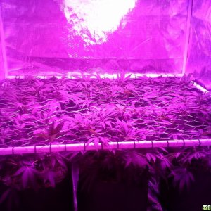 Grape Ape LED ScroG