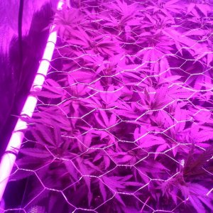 Grape Ape LED ScroG