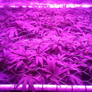 Grape Ape LED ScroG