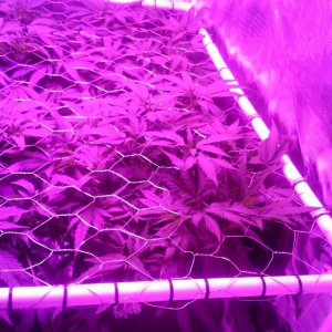 Grape Ape LED ScroG