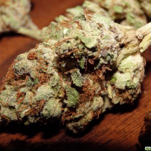 GrandDowKush (G.D.P. x Bubba Kush)