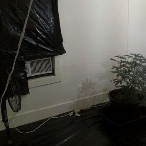 Moved to a bigger grow room