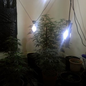 Moved to a bigger grow room