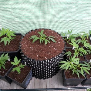 transplanted3