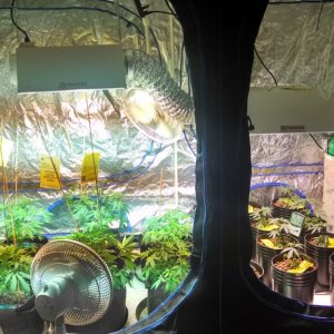 garage grow