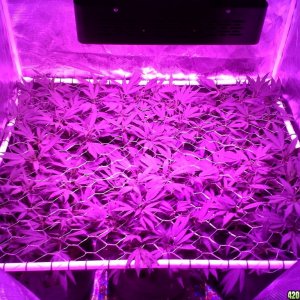 Grape Ape LED ScroG