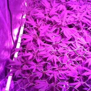 Grape Ape LED ScroG