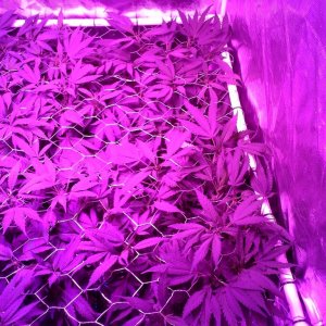 Grape Ape LED ScroG