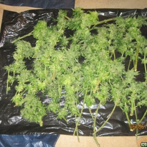 Harvested OG Kush