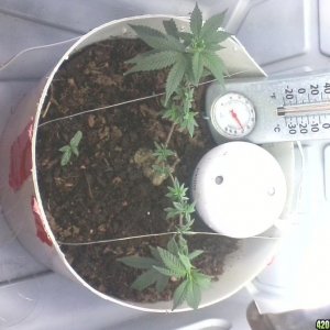 1st grow