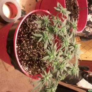 1st grow