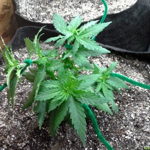 White Rhino LST