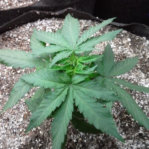 White Rhino LST