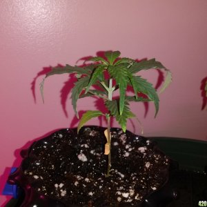 MaggiesFarm - 1st Soil Grow - Nirvana Freebies - 06-08-2014