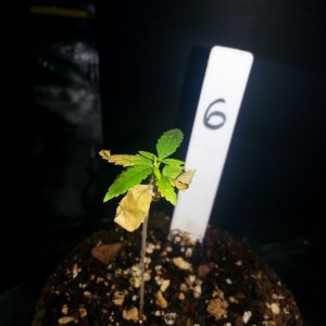 Plant 6 doesnt look like she is going to make it