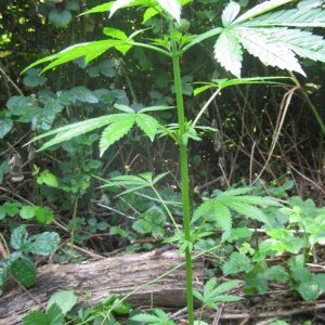 Outdoor plants / Middle veg / Guerilla / Italy