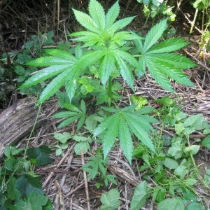 Outdoor plants / Middle veg / Guerilla / Italy