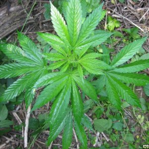 Outdoor plants / Middle veg / Guerilla / Italy