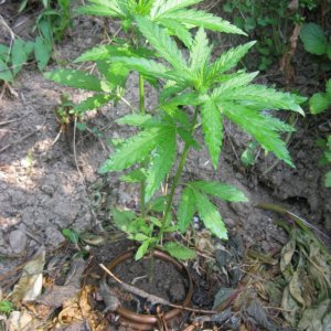 Outdoor plants / Middle veg / Guerilla / Italy