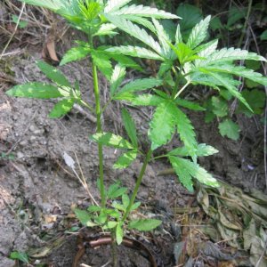 Outdoor plants / Middle veg / Guerilla / Italy