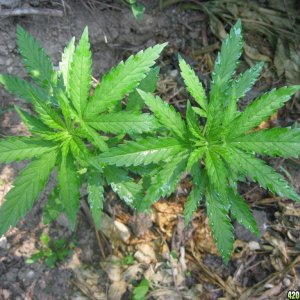 Outdoor plants / Middle veg / Guerilla / Italy