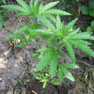 Outdoor plants / Middle veg / Guerilla / Italy