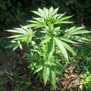 Outdoor plants / Middle veg / Guerilla / Italy