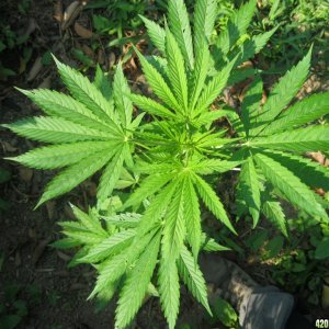 Outdoor plants / Middle veg / Guerilla / Italy