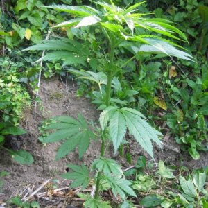 Outdoor plants / Middle veg / Guerilla / Italy