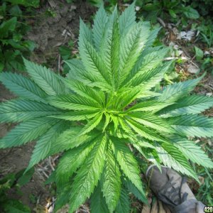 Outdoor plants / Middle veg / Guerilla / Italy