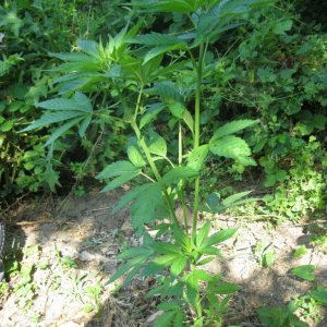 Outdoor plants / Middle veg / Guerilla / Italy