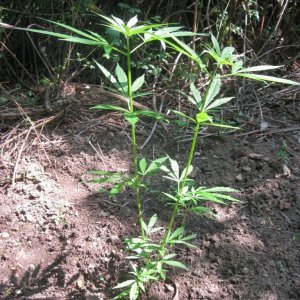 Outdoor plants / Middle veg / Guerilla / Italy