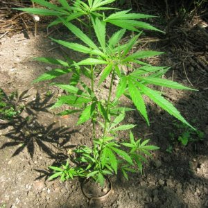 Outdoor plants / Middle veg / Guerilla / Italy