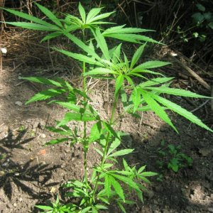 Outdoor plants / Middle veg / Guerilla / Italy