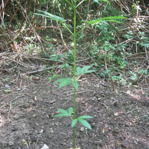 Outdoor plants / Middle veg / Guerilla / Italy