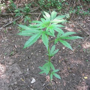 Outdoor plants / Middle veg / Guerilla / Italy