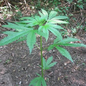 Outdoor plants / Middle veg / Guerilla / Italy