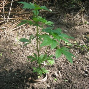 Outdoor plants / Middle veg / Guerilla / Italy