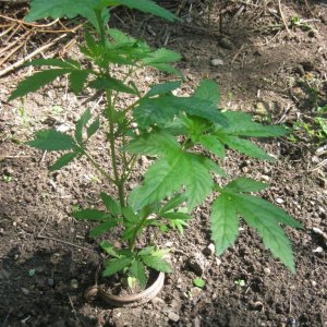 Outdoor plants / Middle veg / Guerilla / Italy