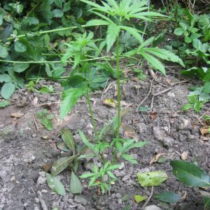 Outdoor plants / Middle veg / Guerilla / Italy