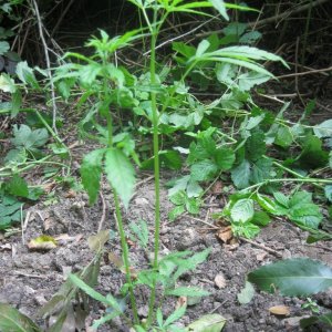 Outdoor plants / Middle veg / Guerilla / Italy