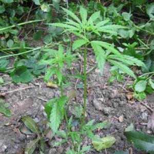 Outdoor plants / Middle veg / Guerilla / Italy