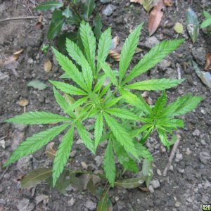 Outdoor plants / Middle veg / Guerilla / Italy