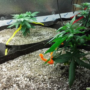 White Rhino LST