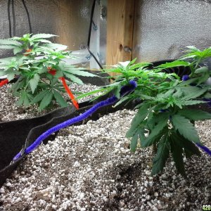 White Rhino LST