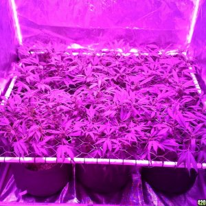 Grape Ape LED ScroG