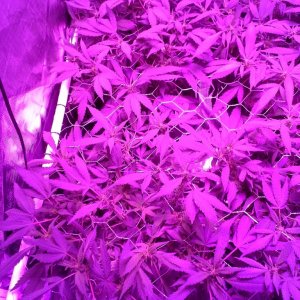 Grape Ape LED ScroG