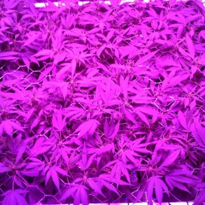 Grape Ape LED ScroG