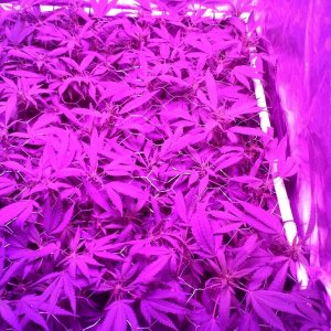 Grape Ape LED ScroG