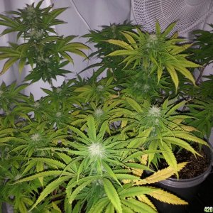 White Widow & Carmelicious